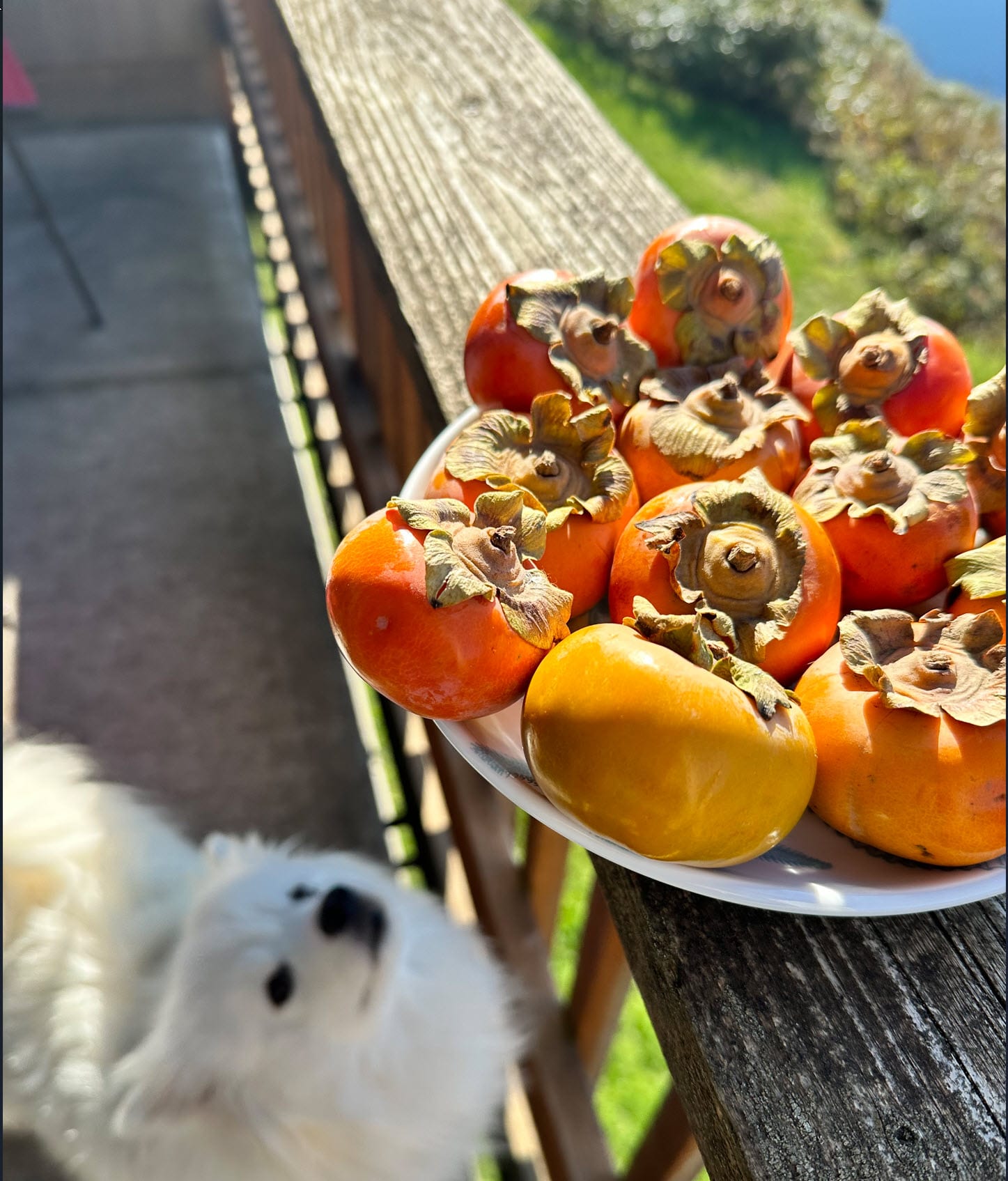 Ayurveda for September: stewed fruit, autumn spices, and how to protect yourself in the cool mornings